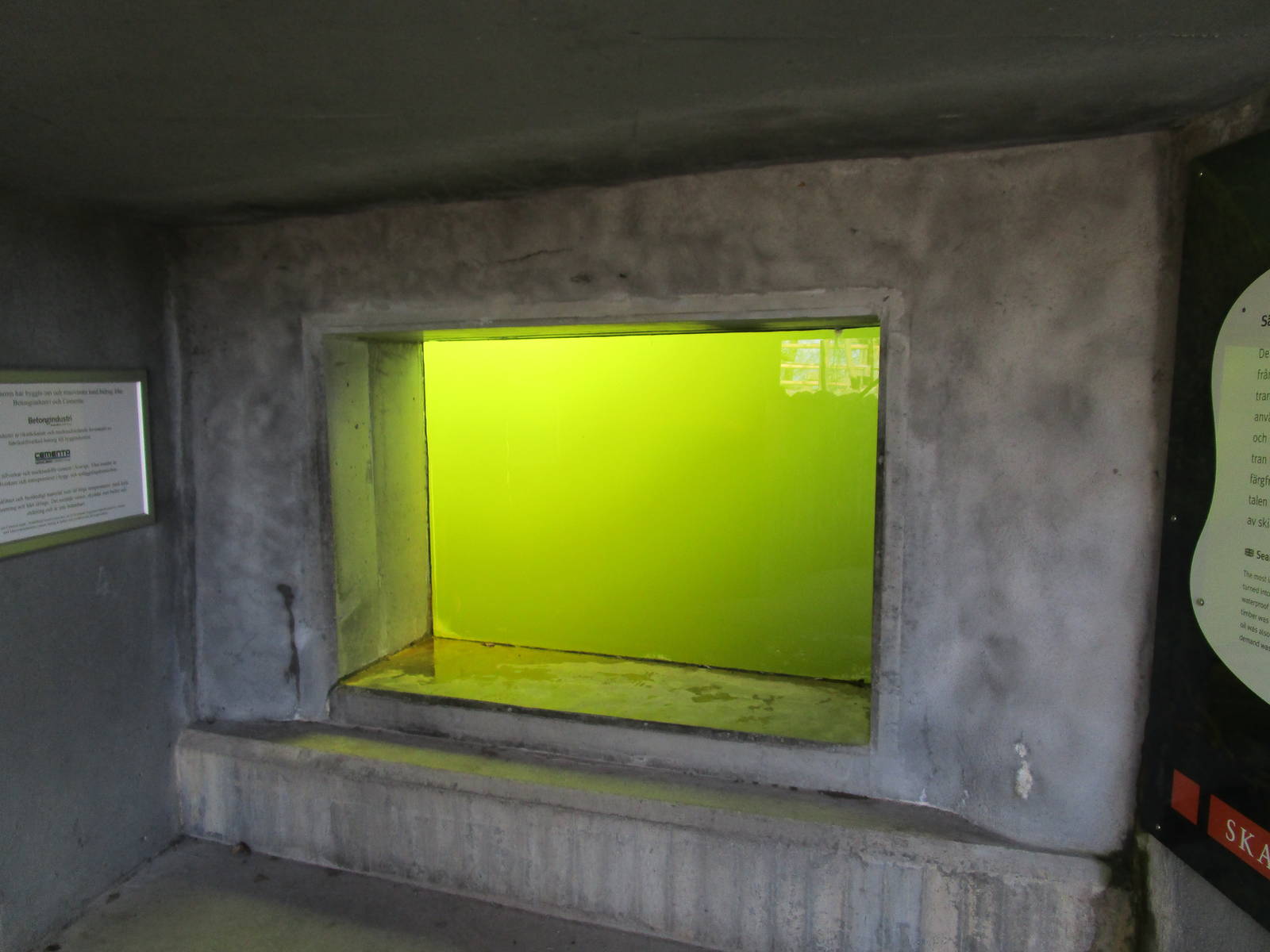 Harbour Seal Underwater Viewing - 24/03/15