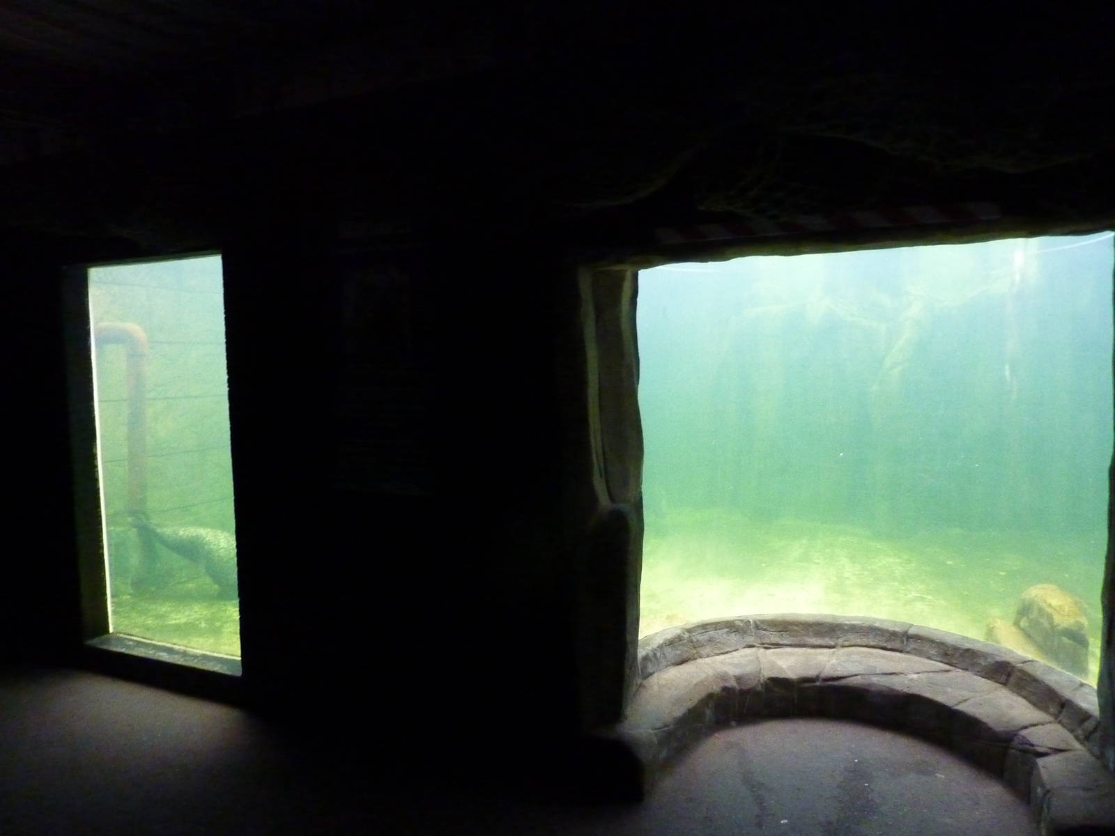 Harbour seal underwater viewing, 8th Feb 2012