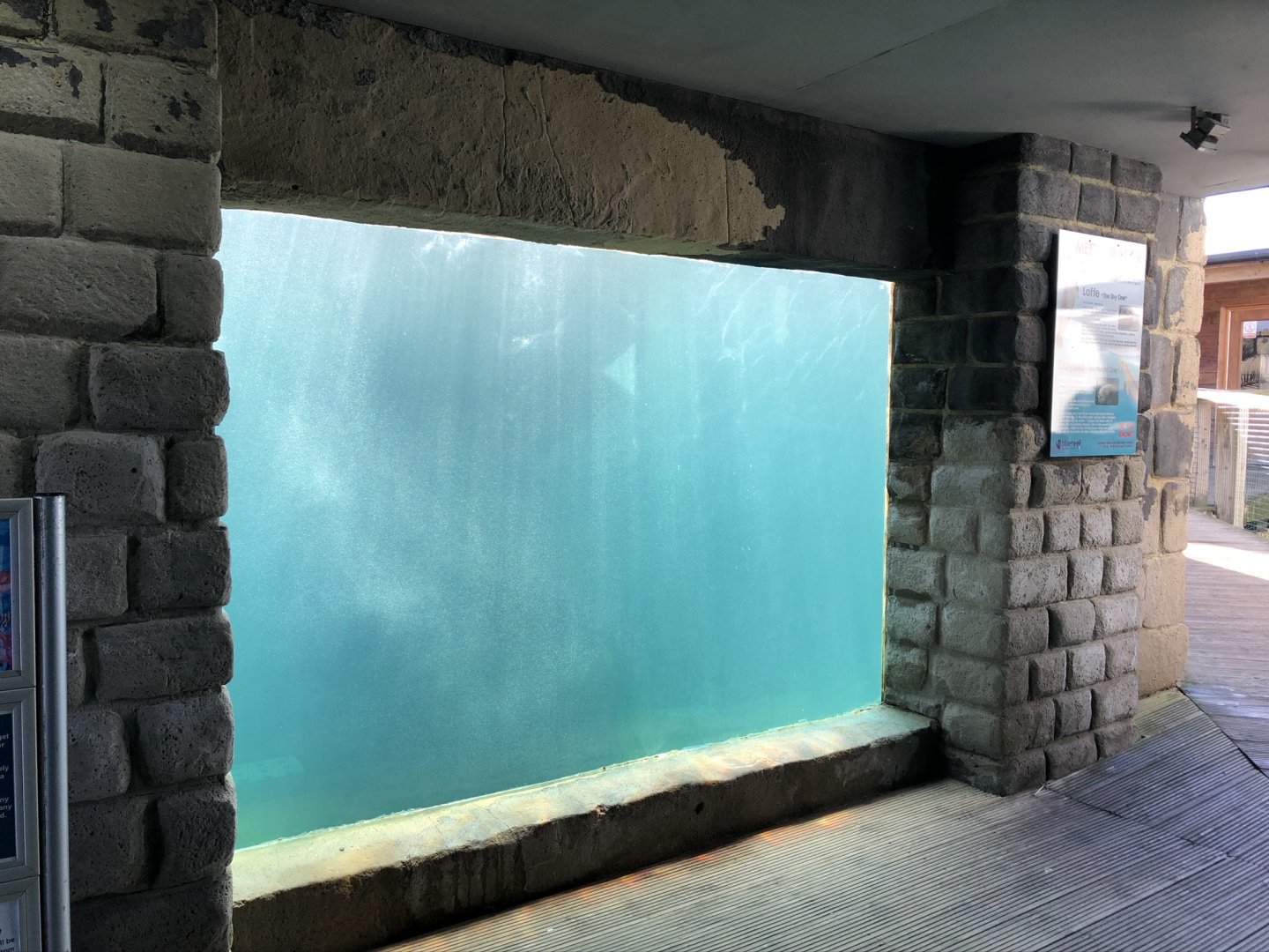 Harbour Seal Underwater Viewing Area at Tynemouth Aquarium (2019)
