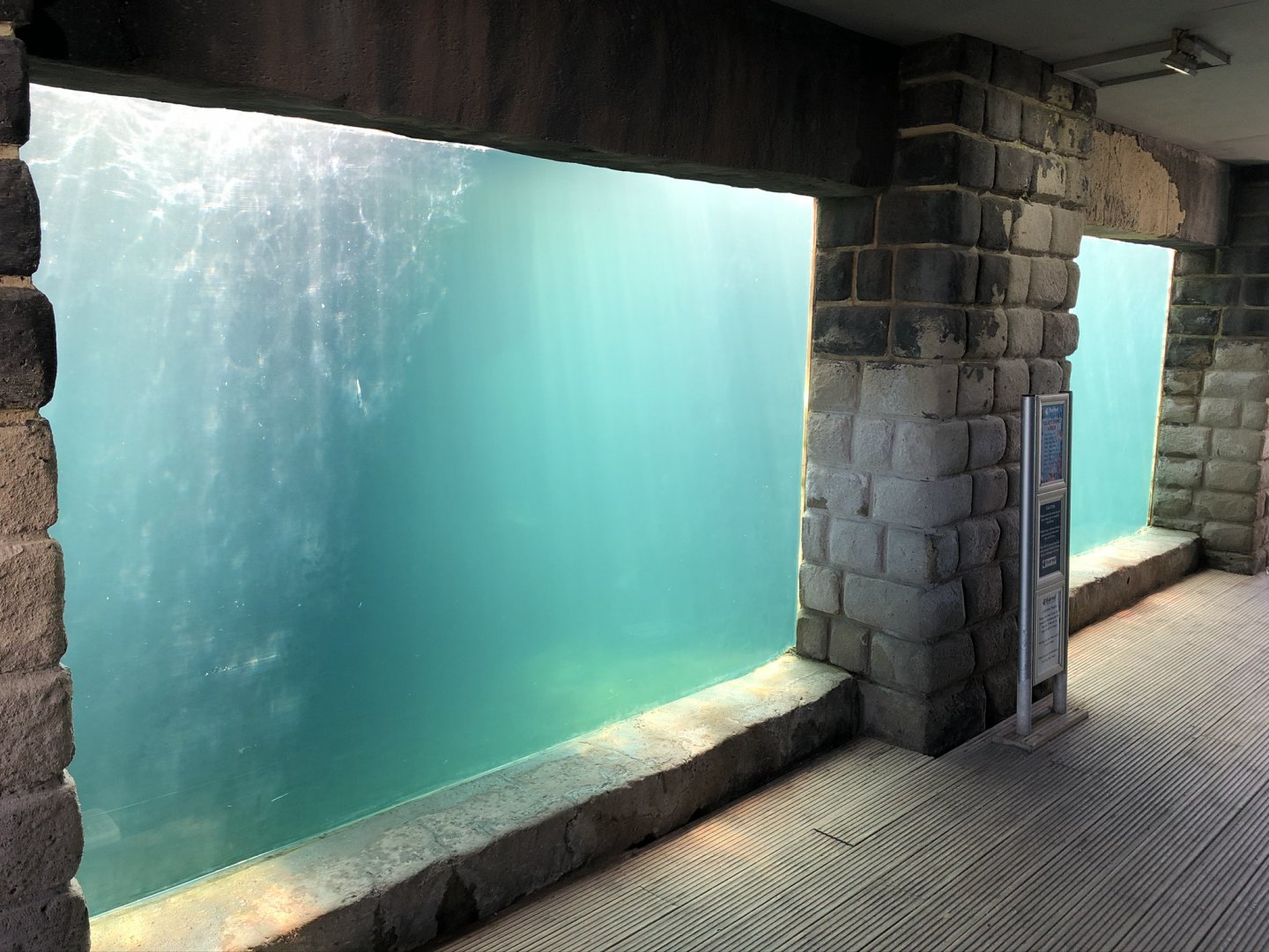 Harbour Seal Underwater Viewing Area at Tynemouth Aquarium (2019)