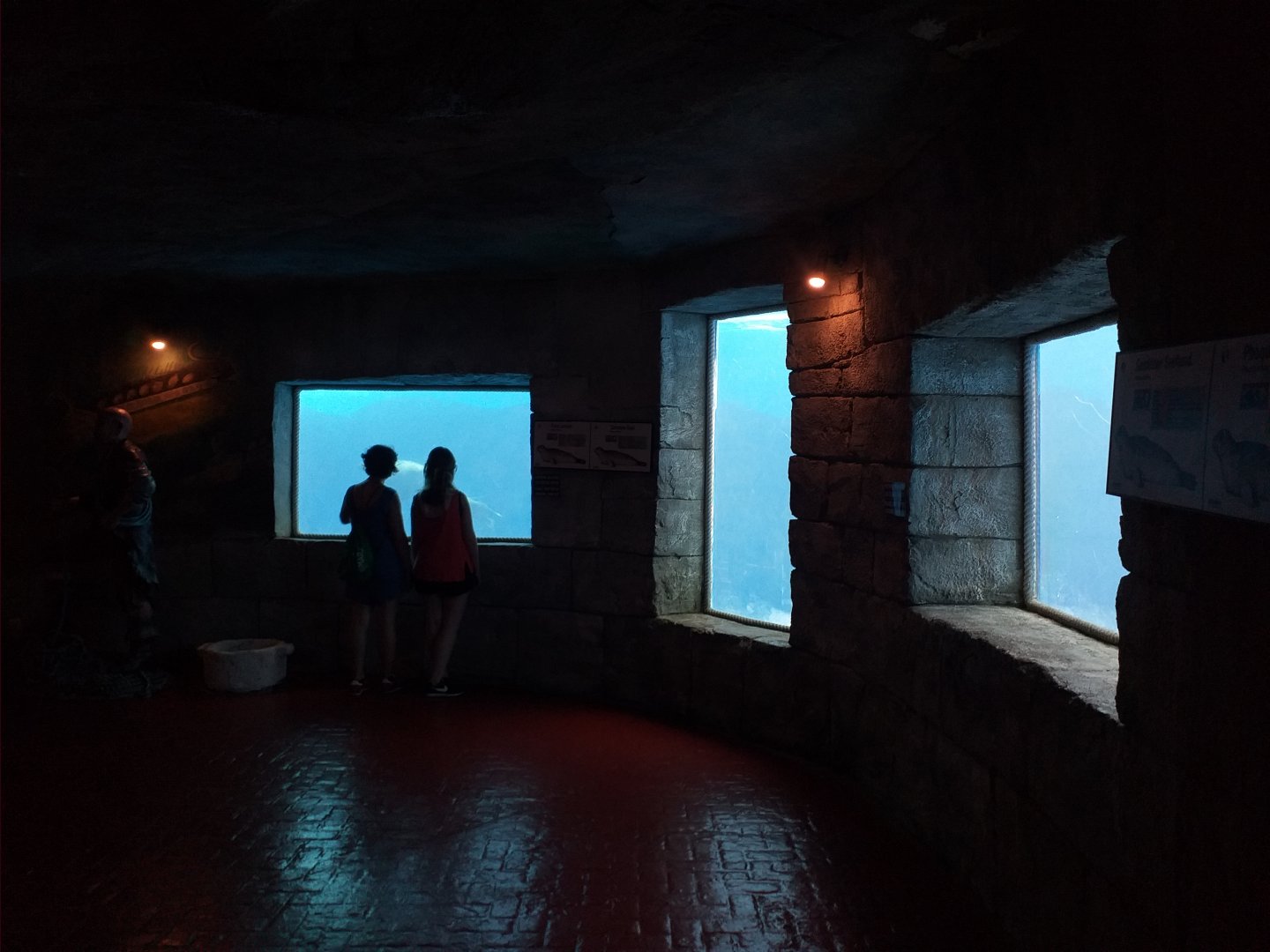 Harbour seal underwater viewing -MundoMar Benidorm (2021)