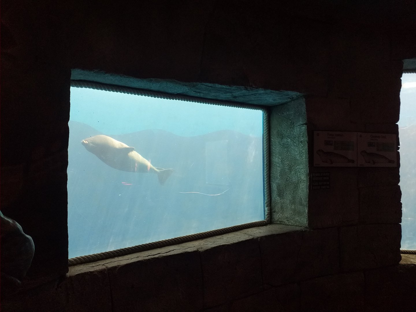 Harbour seal underwater viewing -MundoMar Benidorm (2021)
