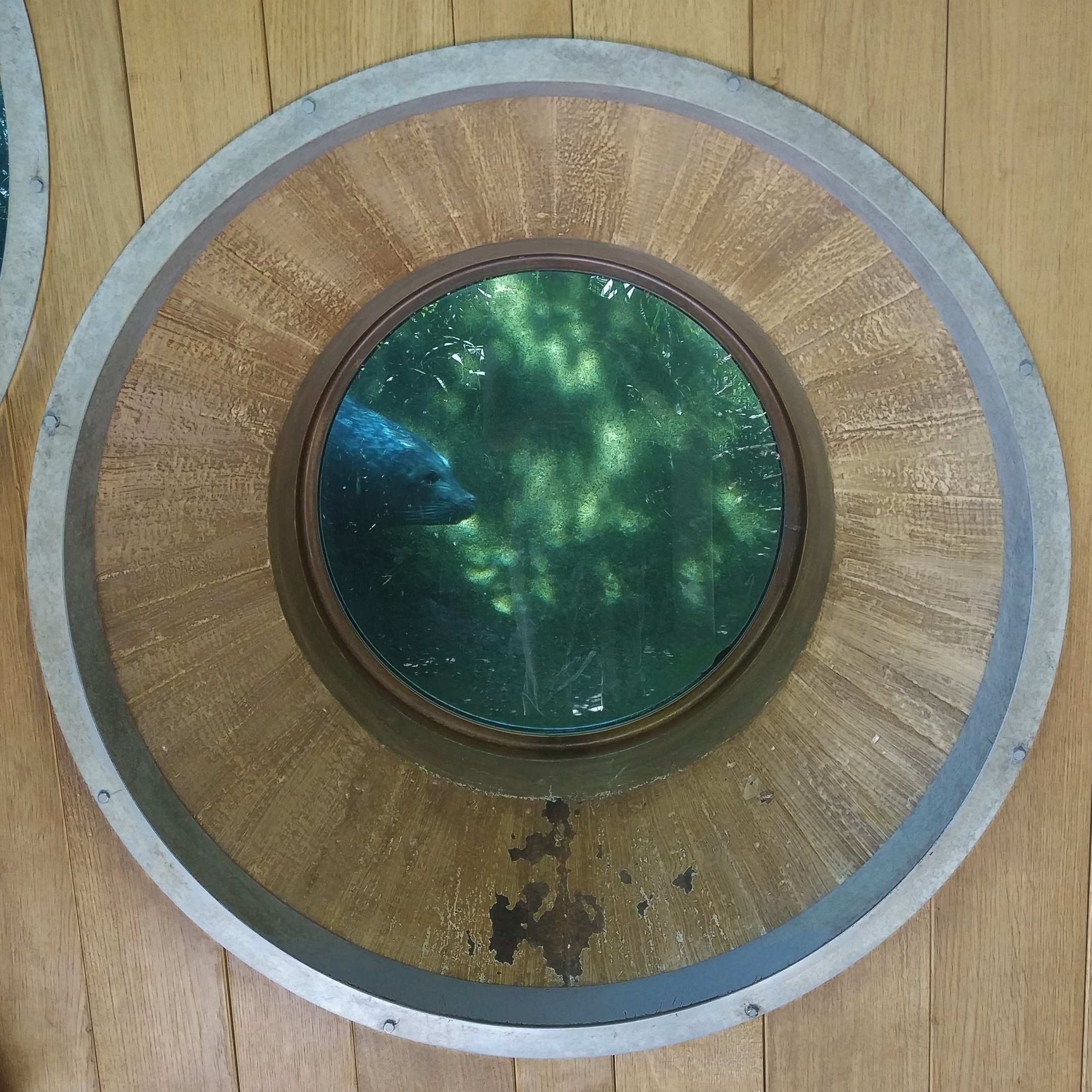 Harbour Seal viewing