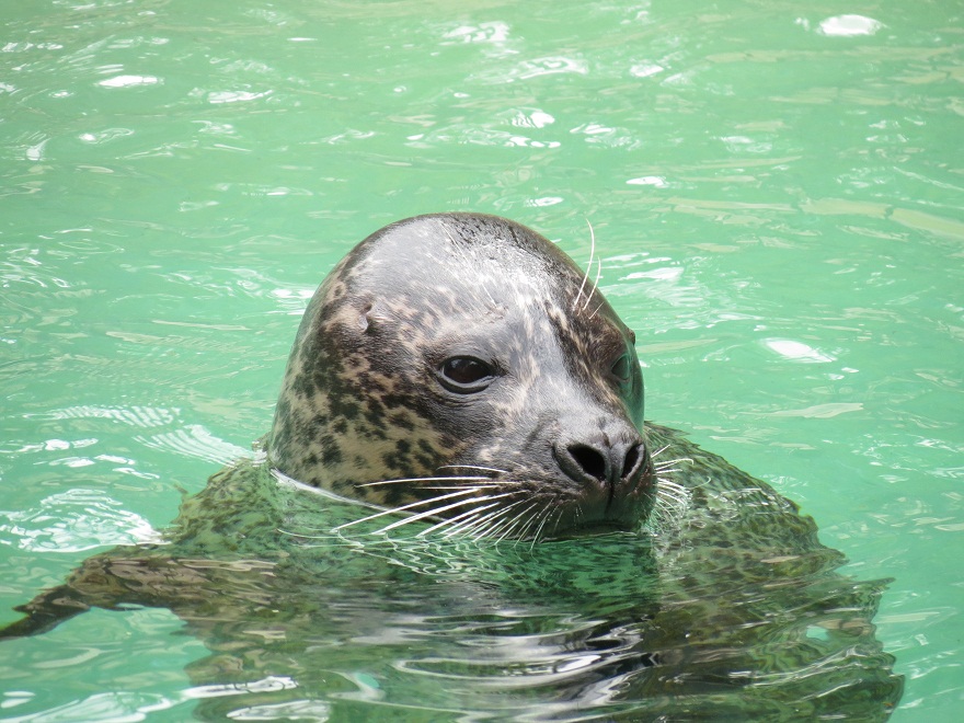 Harbour Seal