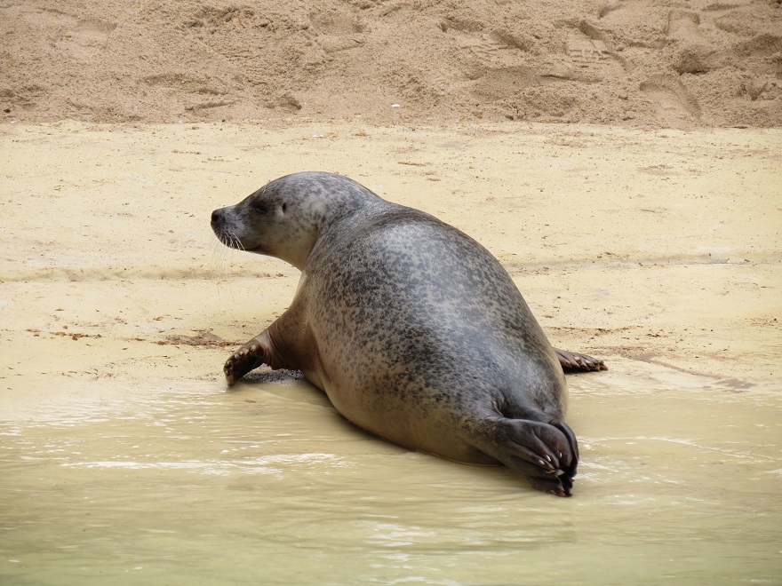 Harbour Seal