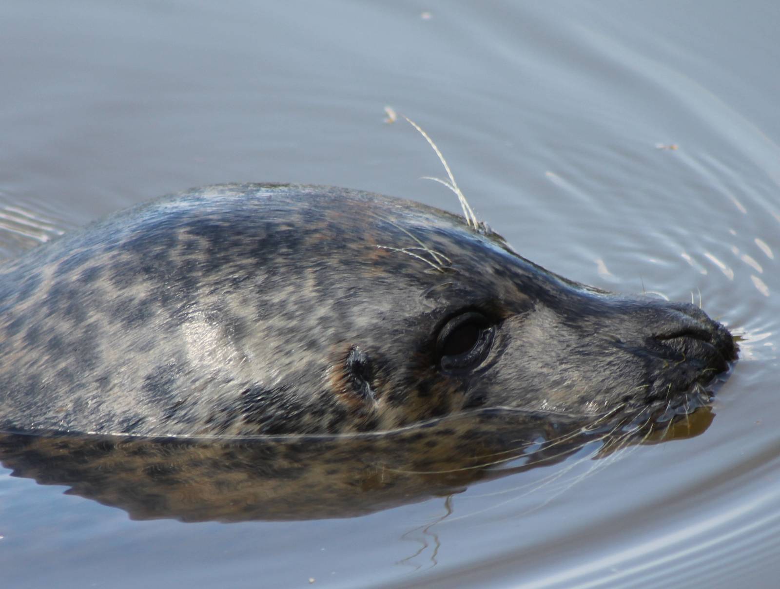 Harbour seal
