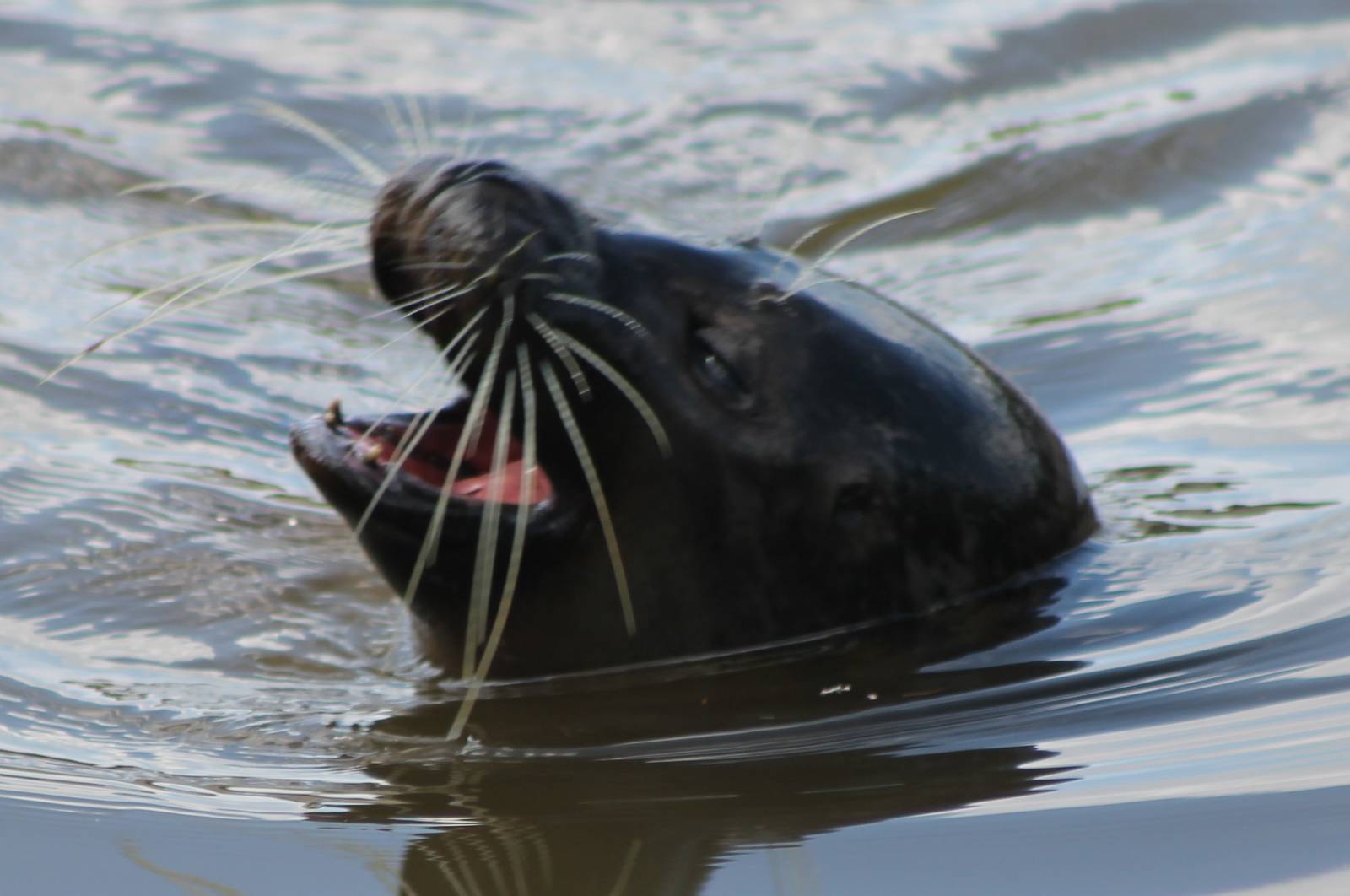 Harbour seal