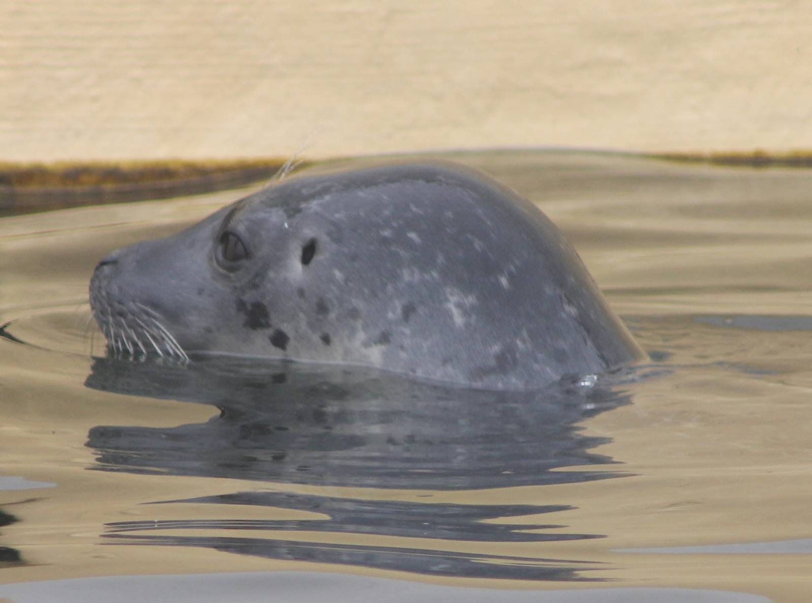 Harbour seal