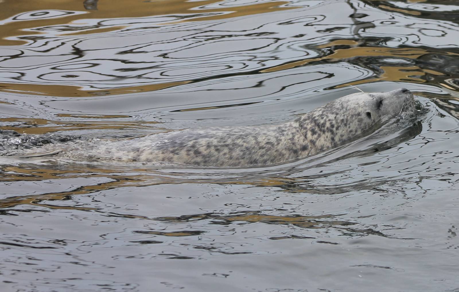 Harbour seal