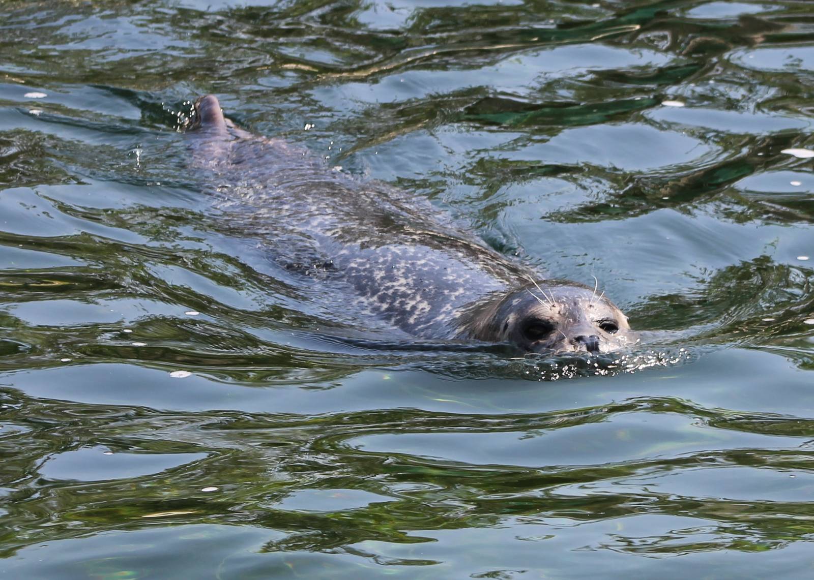 Harbour seal