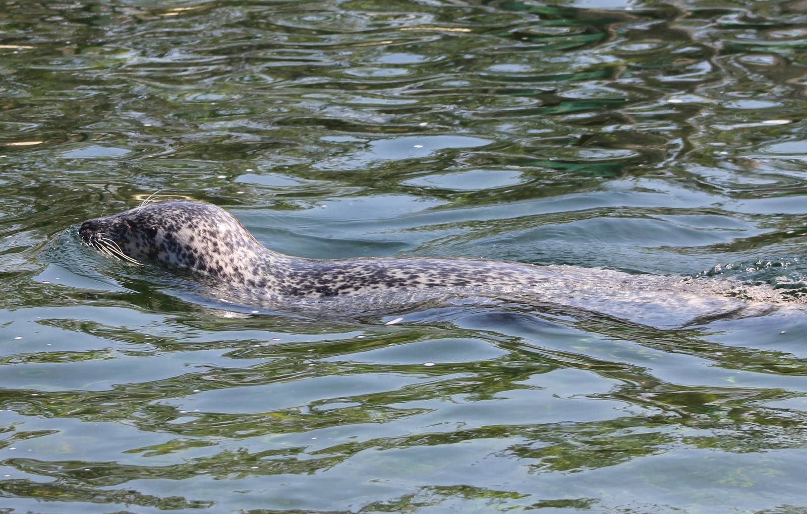 Harbour seal
