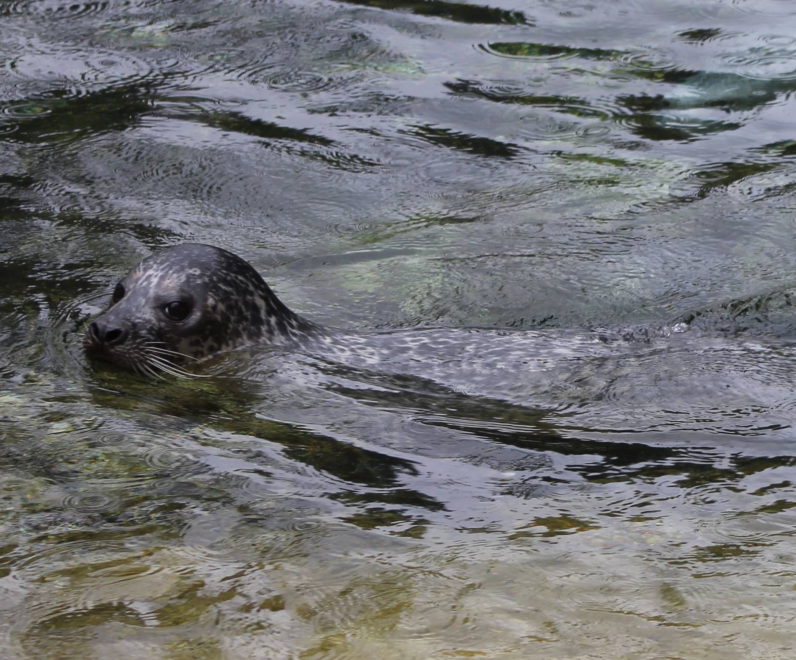 Harbour seal