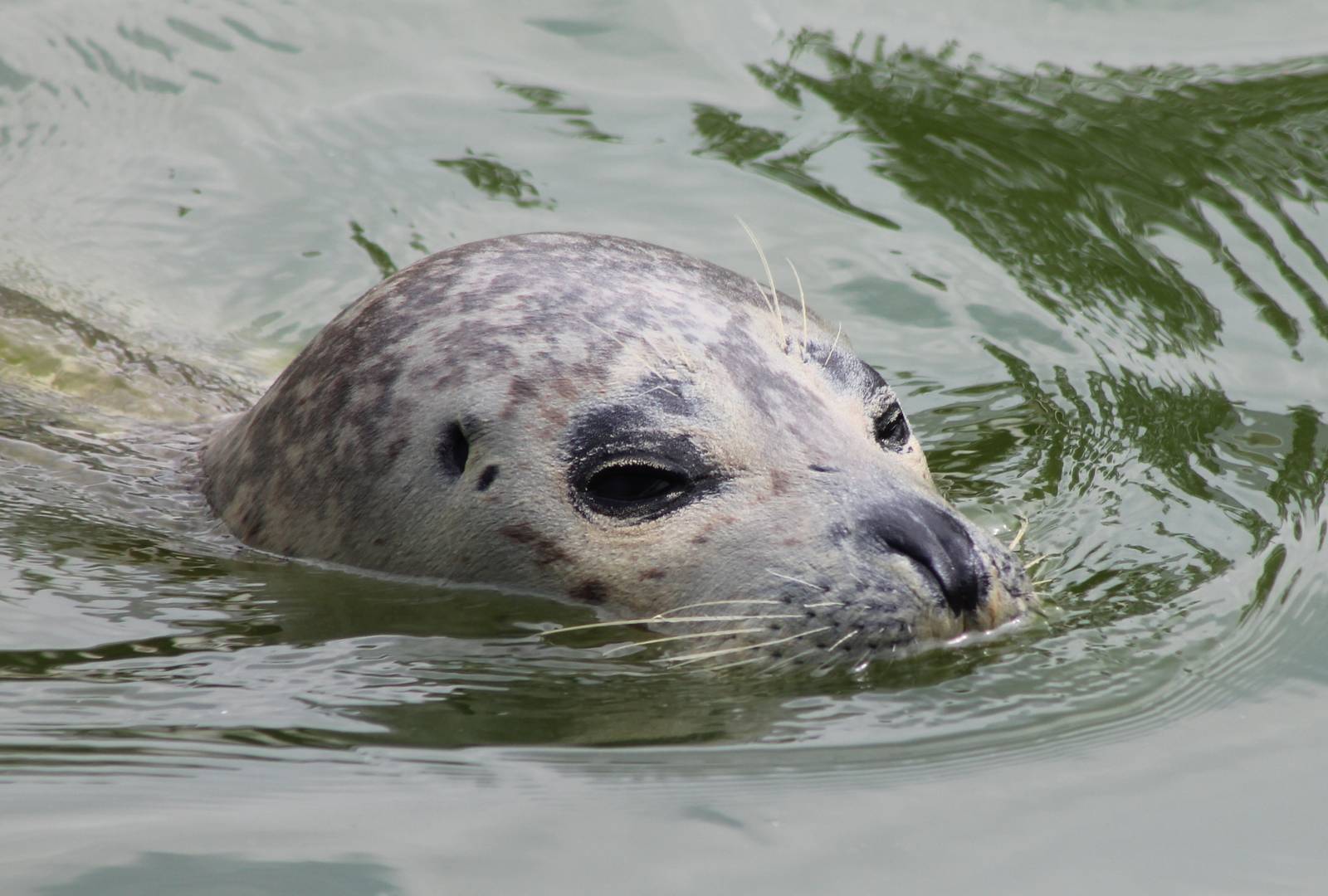 Harbour seal
