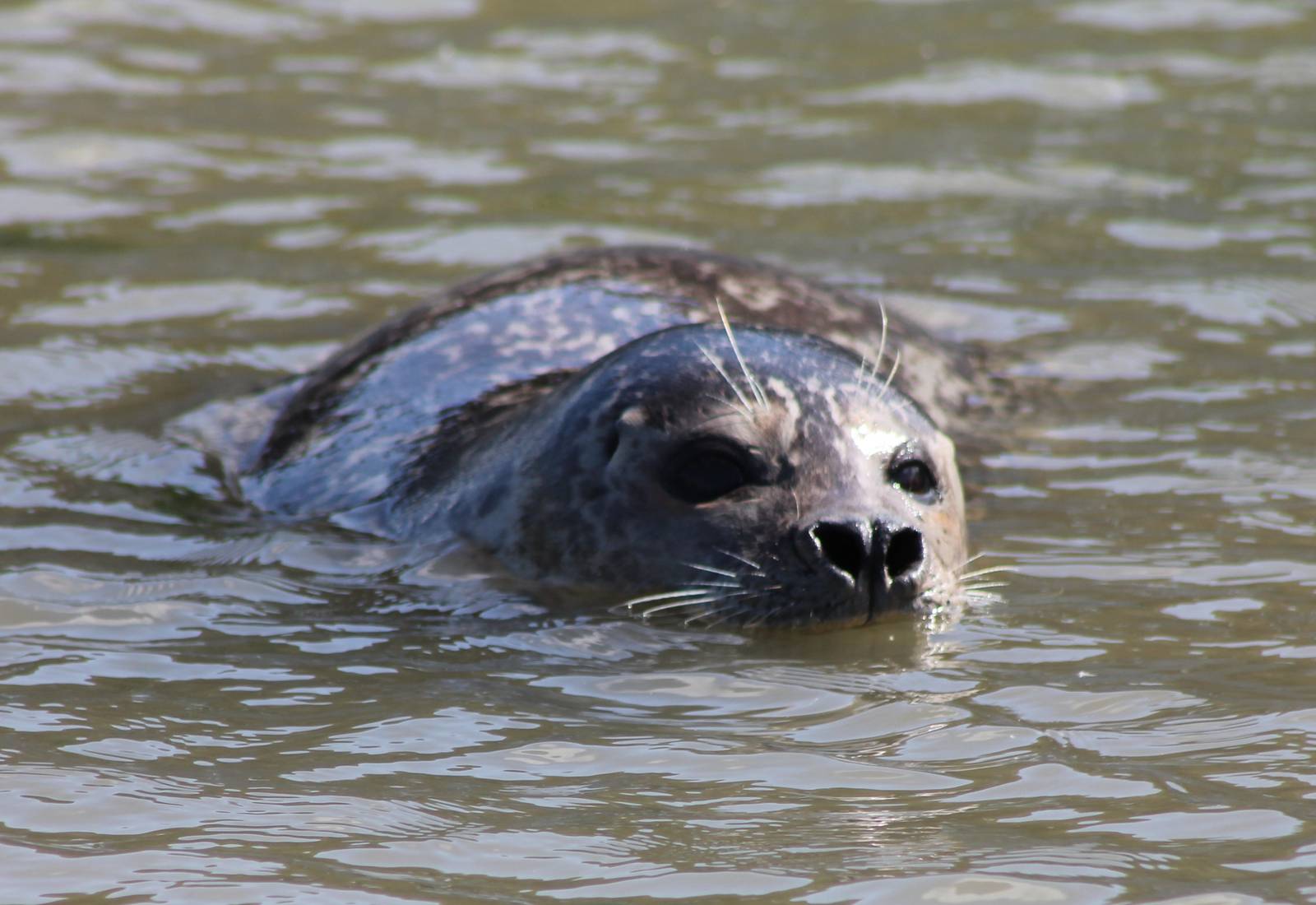 Harbour seal