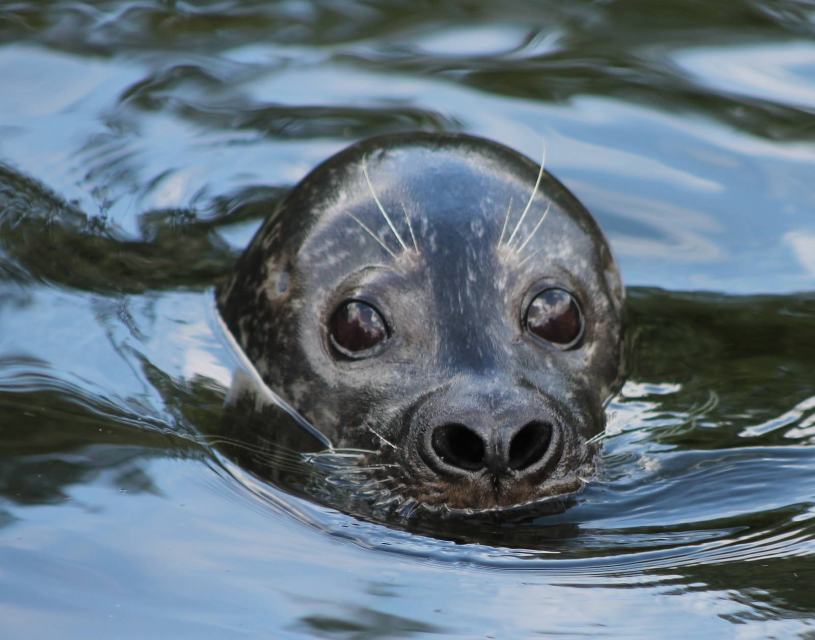 Harbour seal