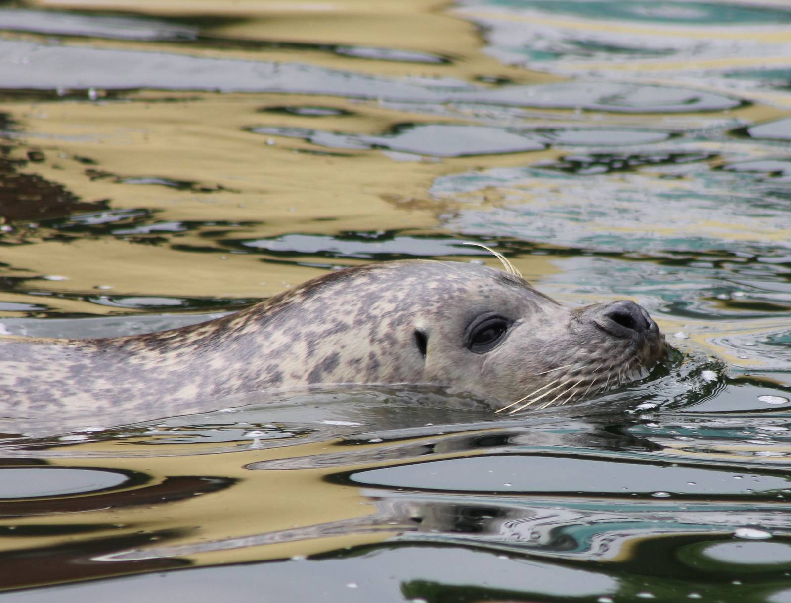 Harbour seal