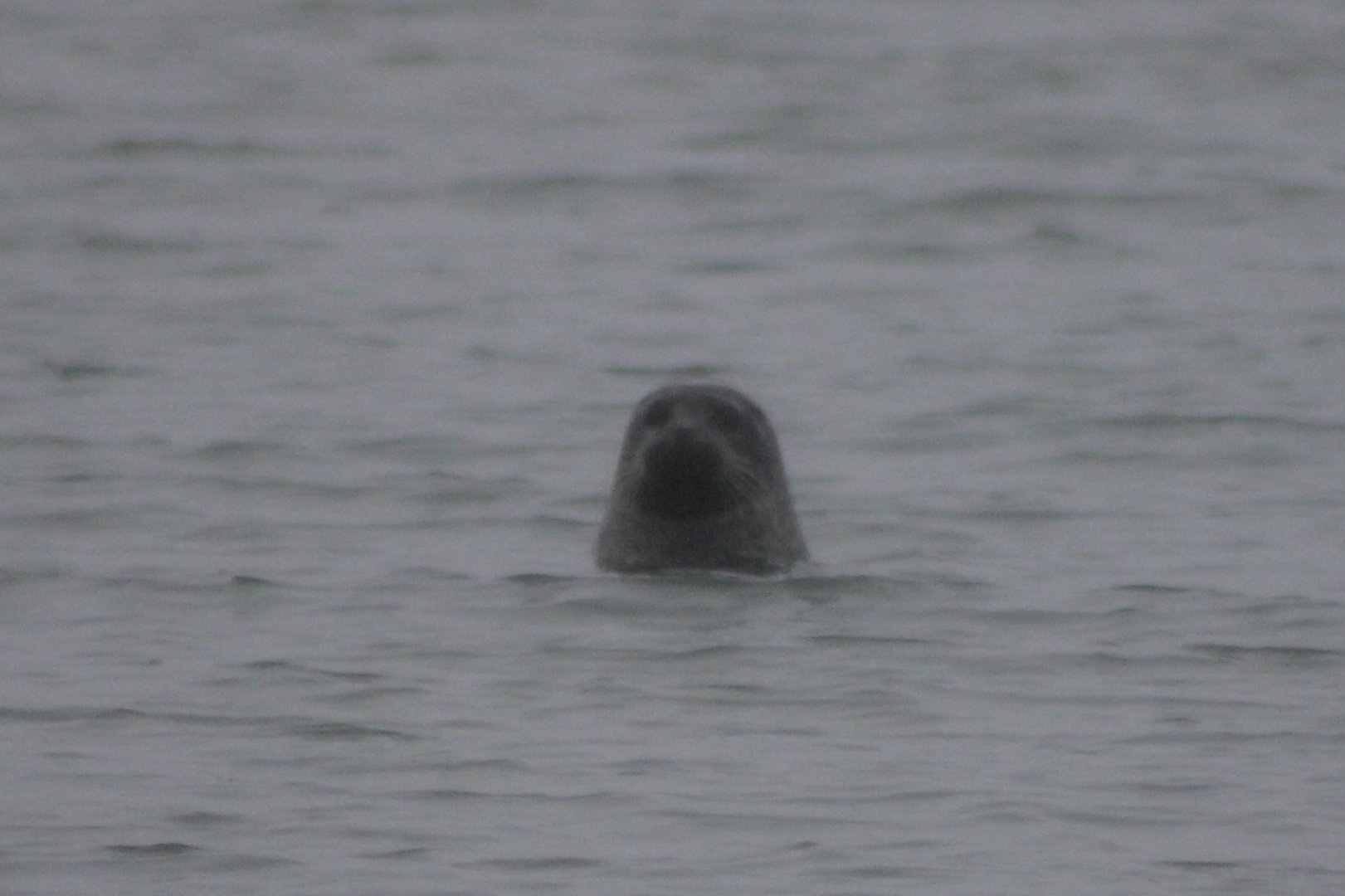 Harbour seal