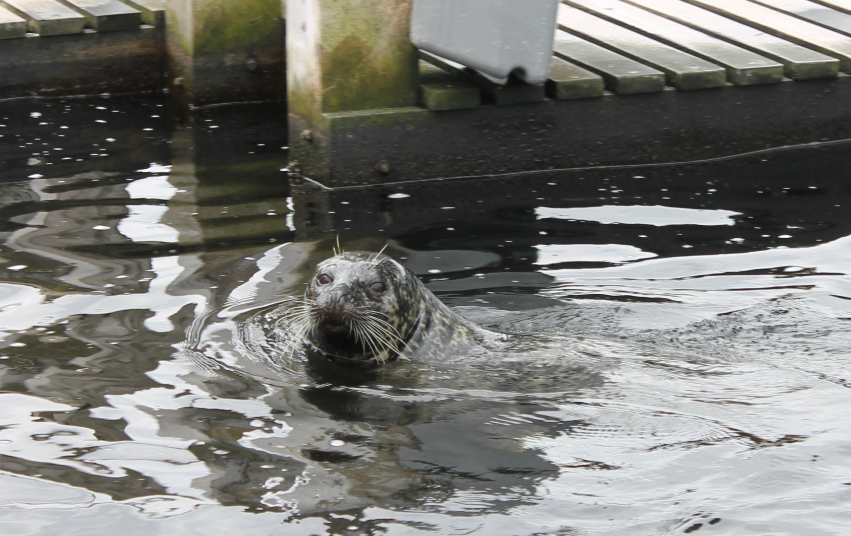 Harbour seal
