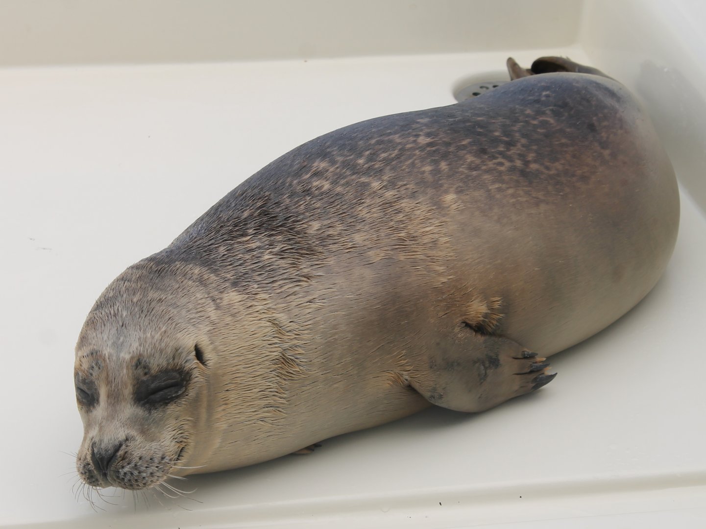 Harbour seal