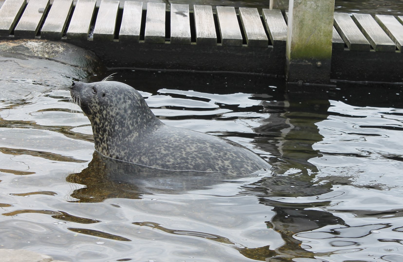 Harbour seal