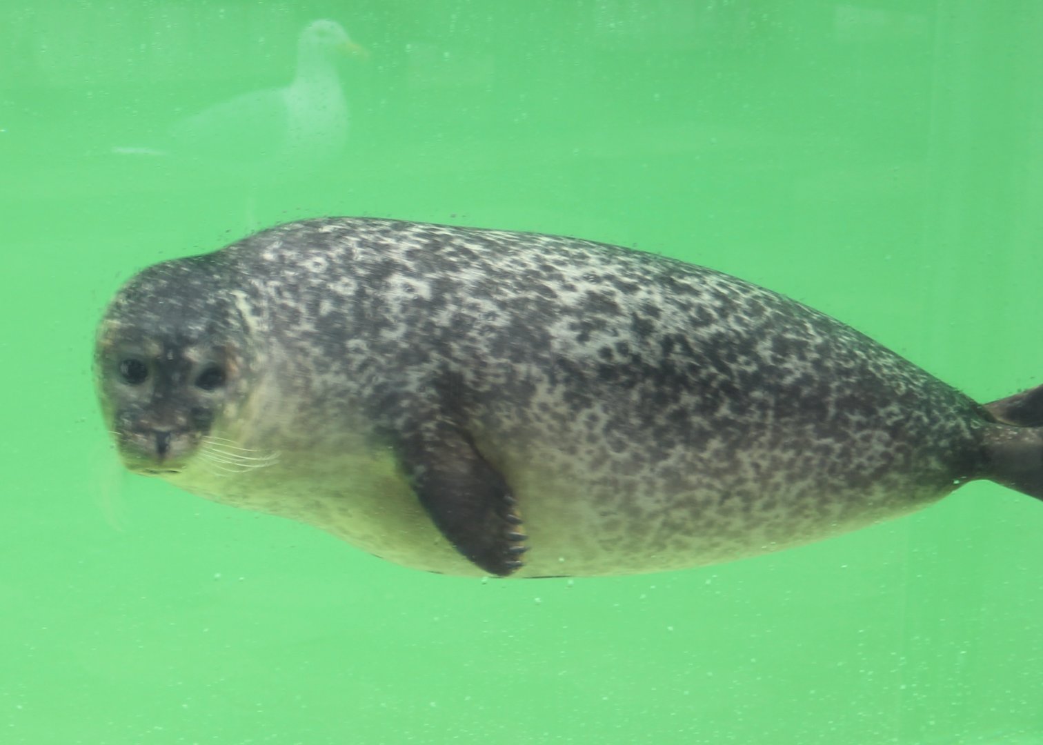 Harbour seal