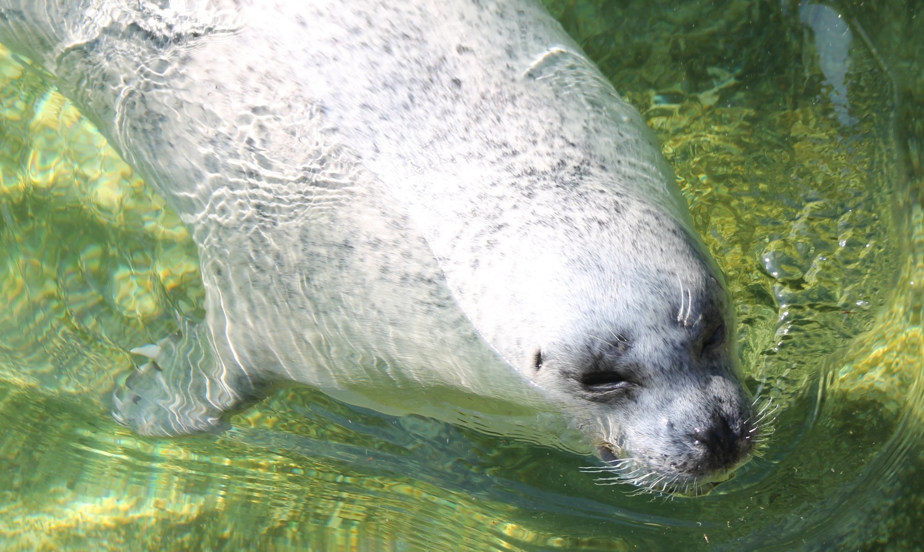 Harbour seal