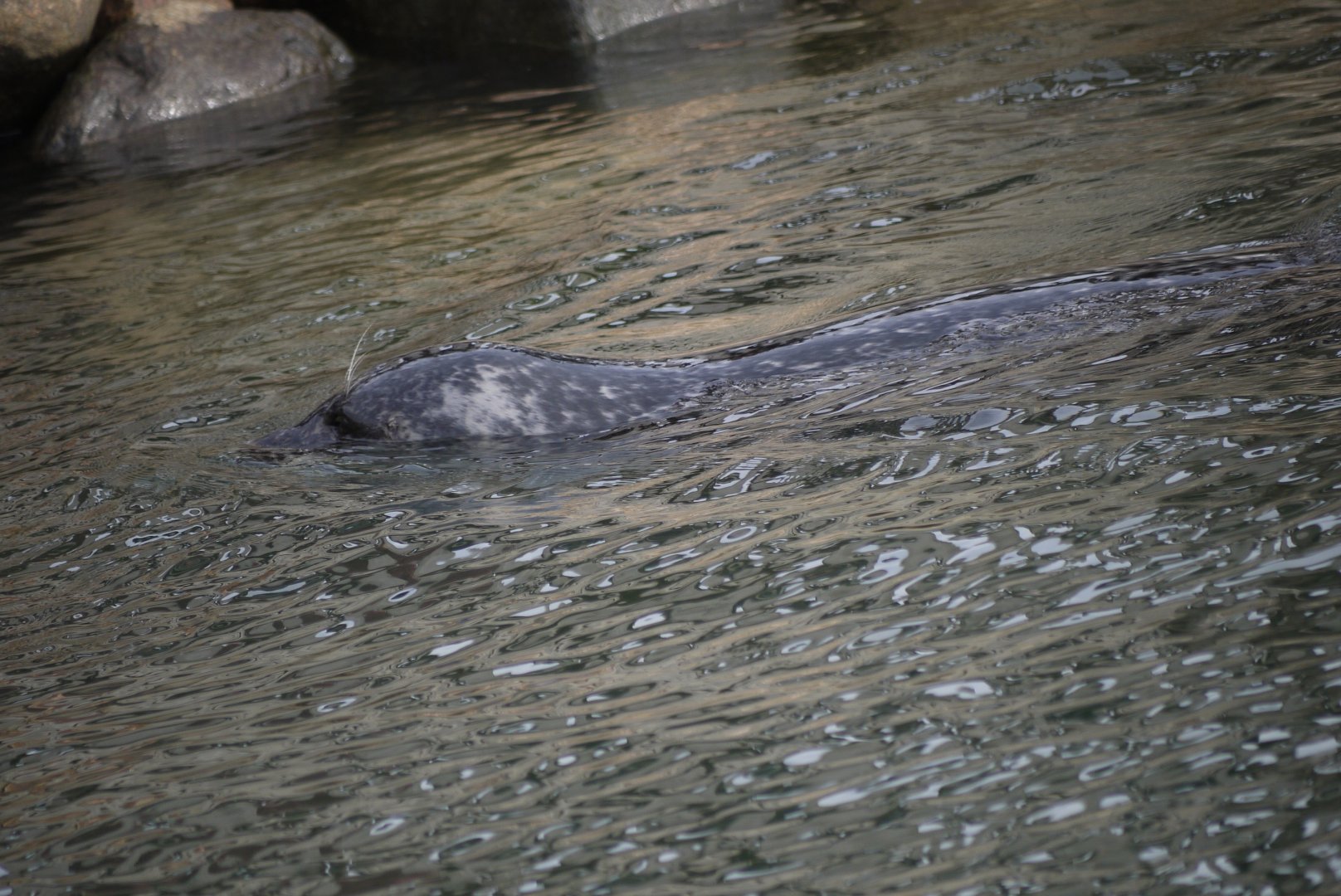 Harbour Seal