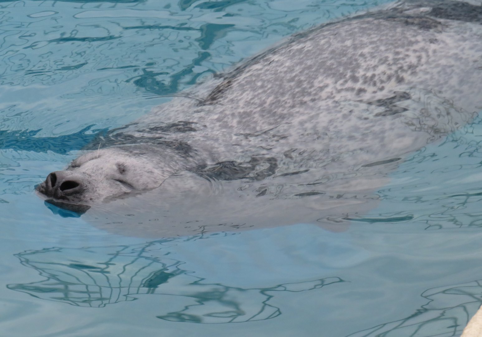 Harbour seal