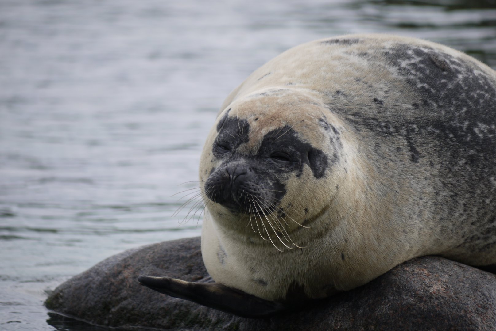 Harbour Seal