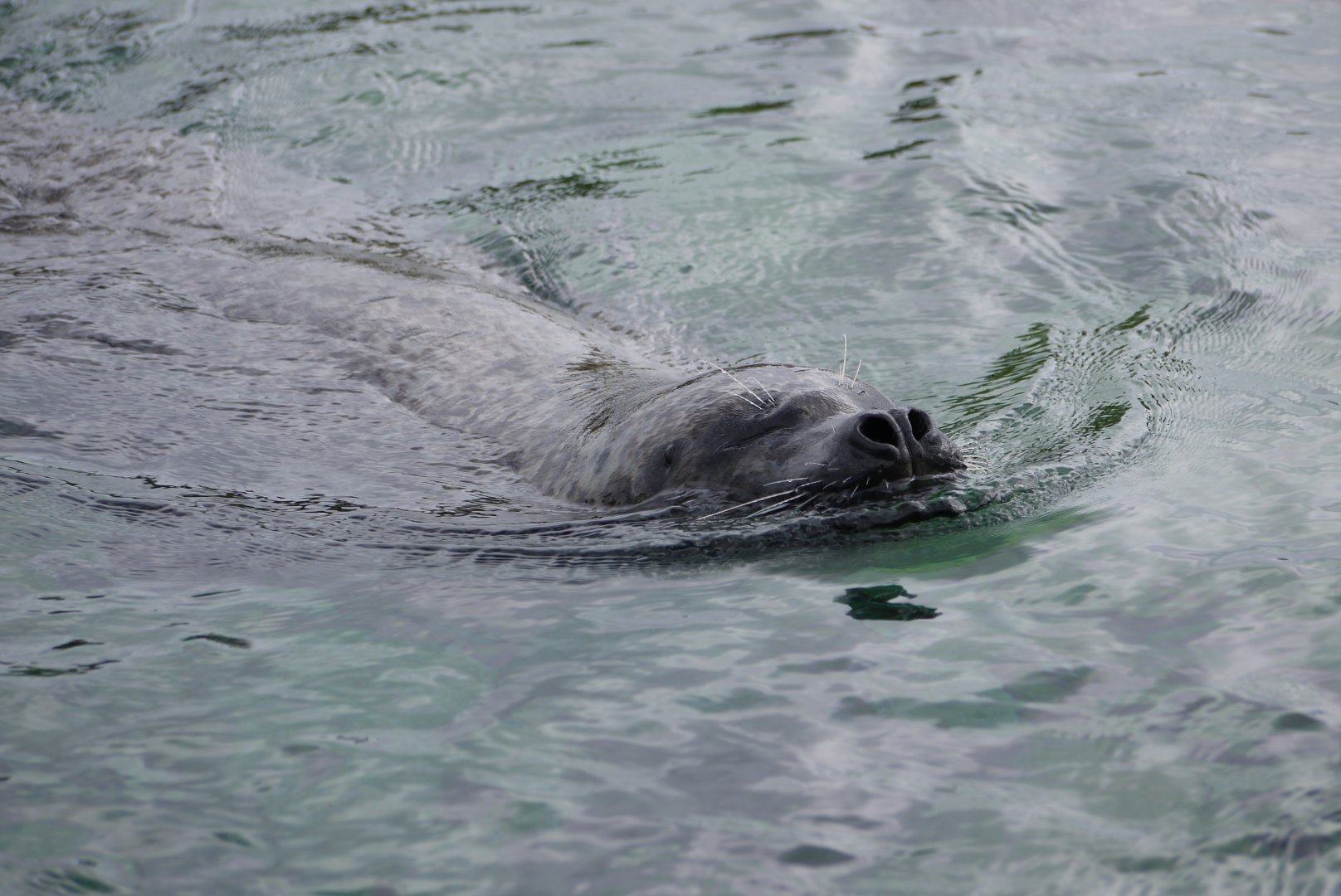 Harbour Seal