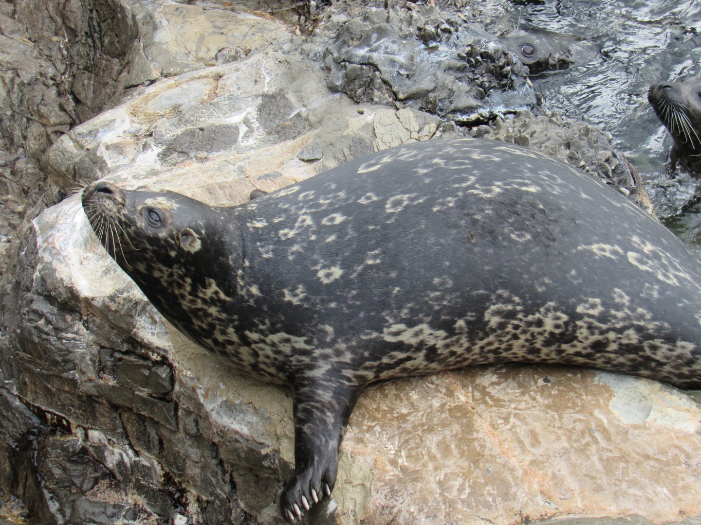 Harbour Seal