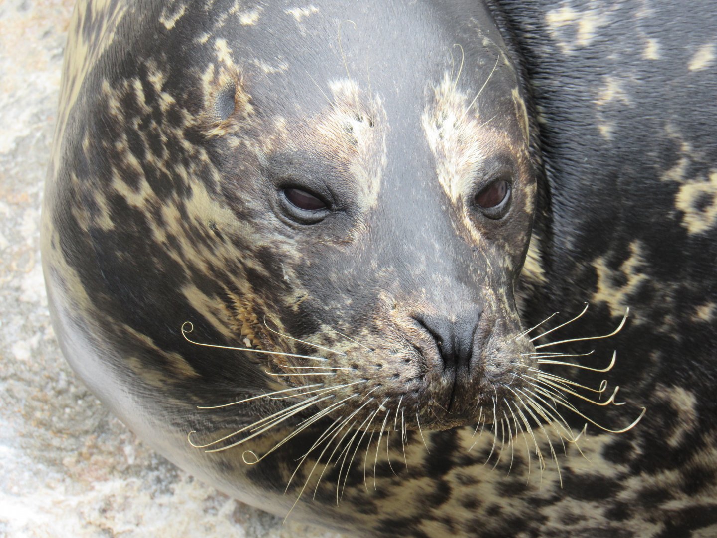 Harbour Seal