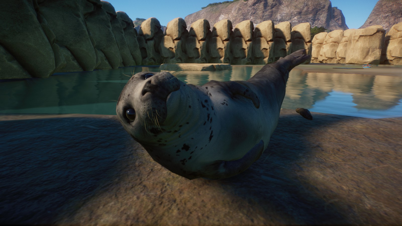 Harbour Seal