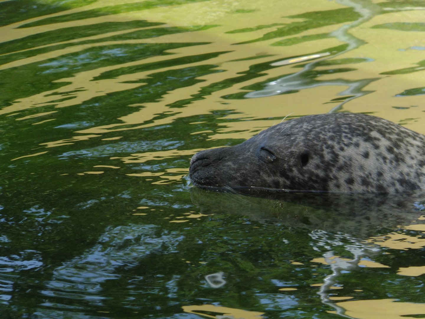 Harbour seal
