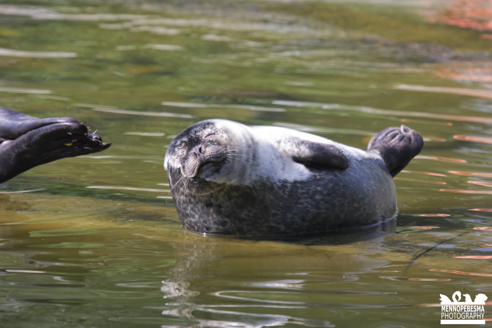 Harbour seal