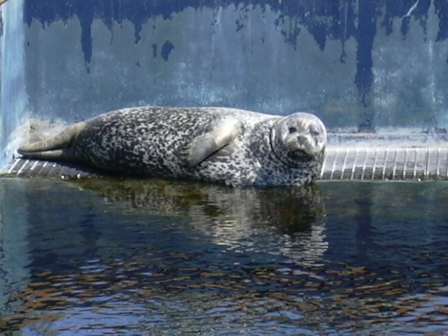 Harbour seal