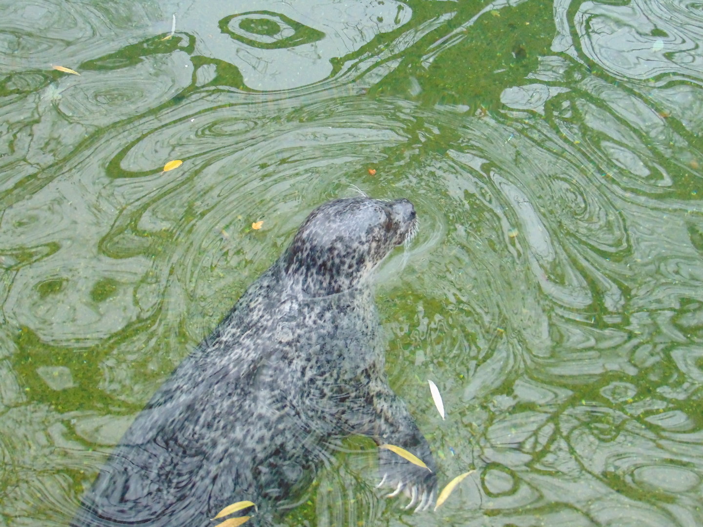 Harbour Seal