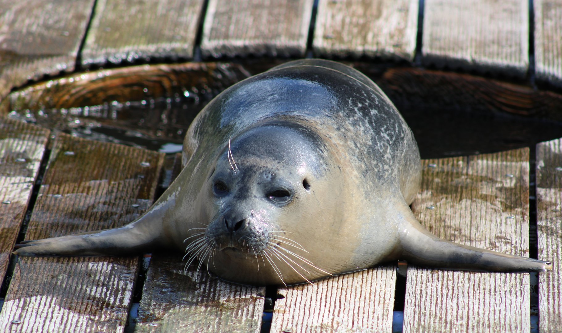Harbour seal