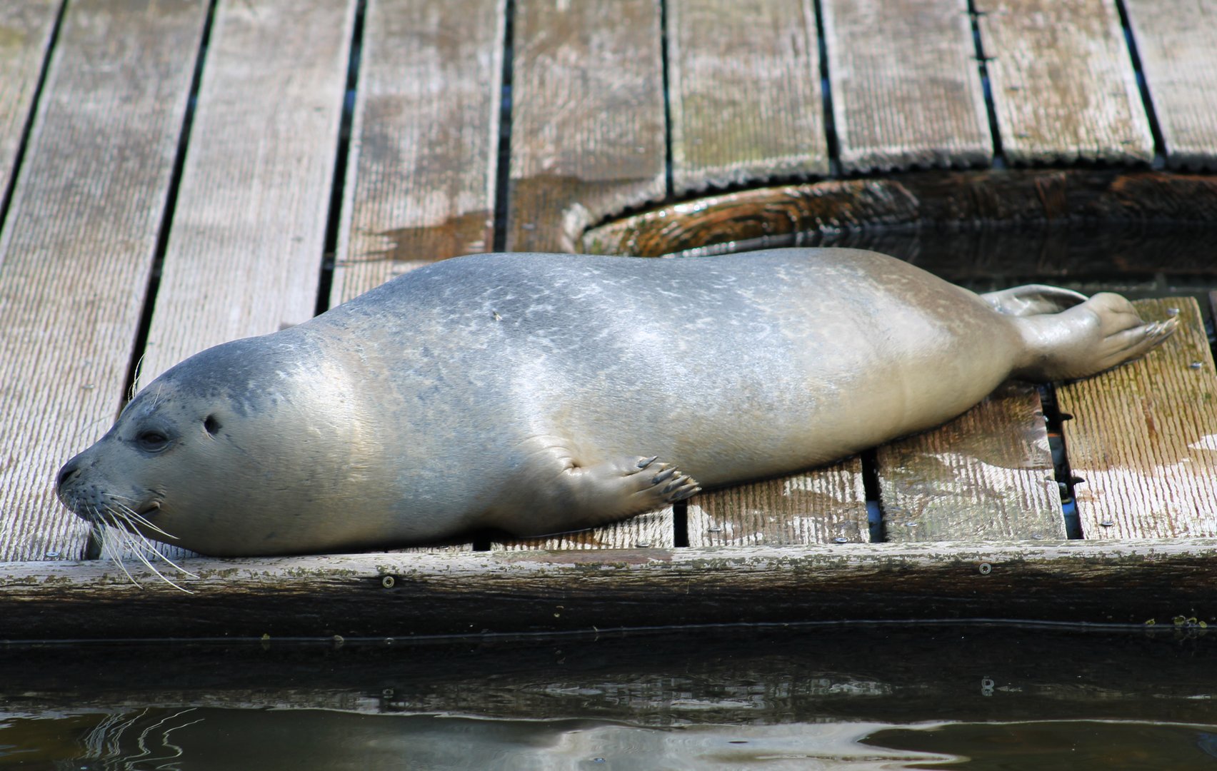 Harbour seal