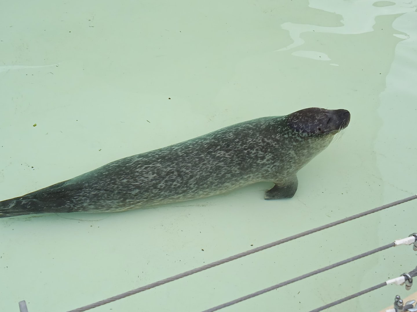 Harbour seal