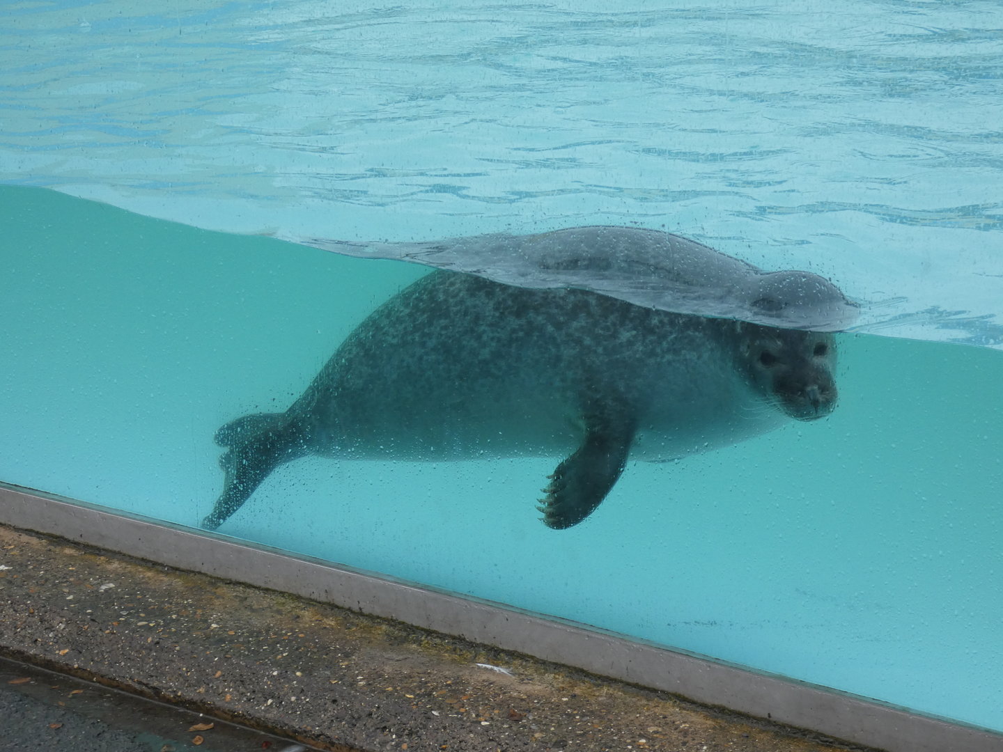 Harbour seal