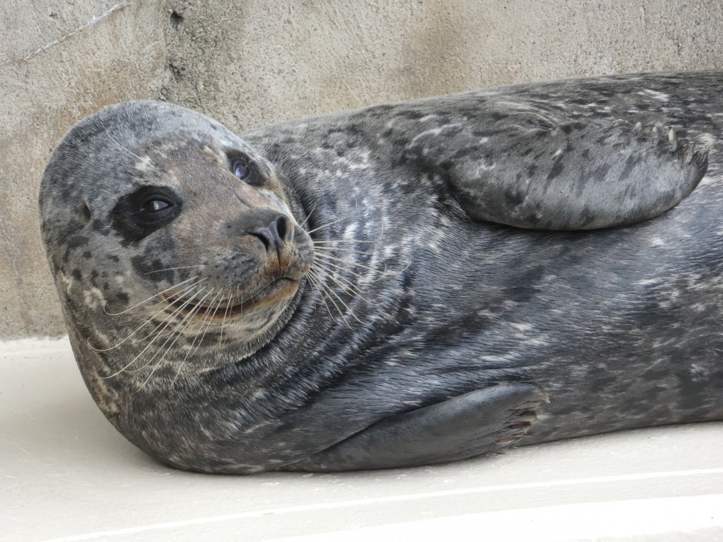 Harbour seal