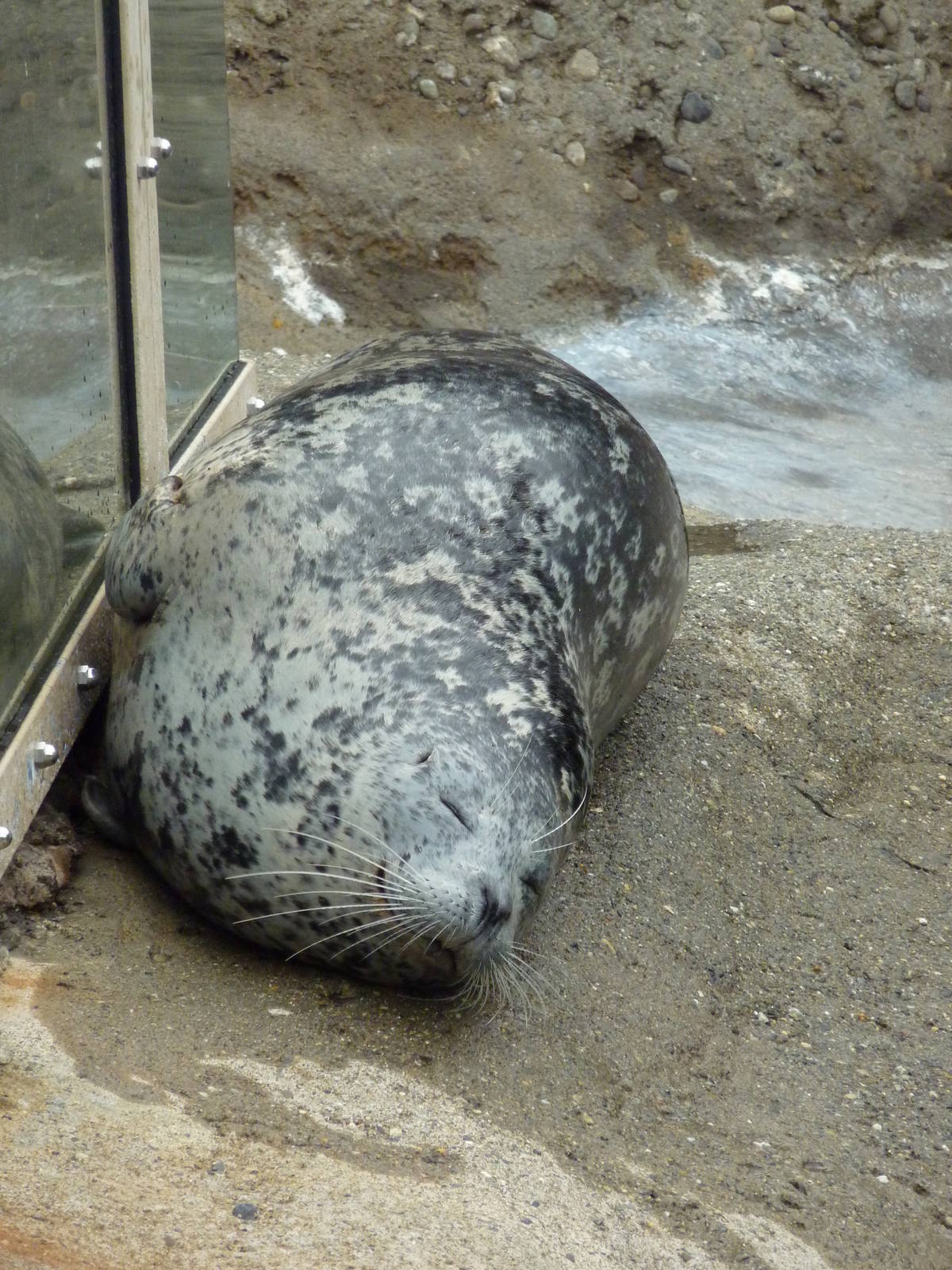 Harbour Seal