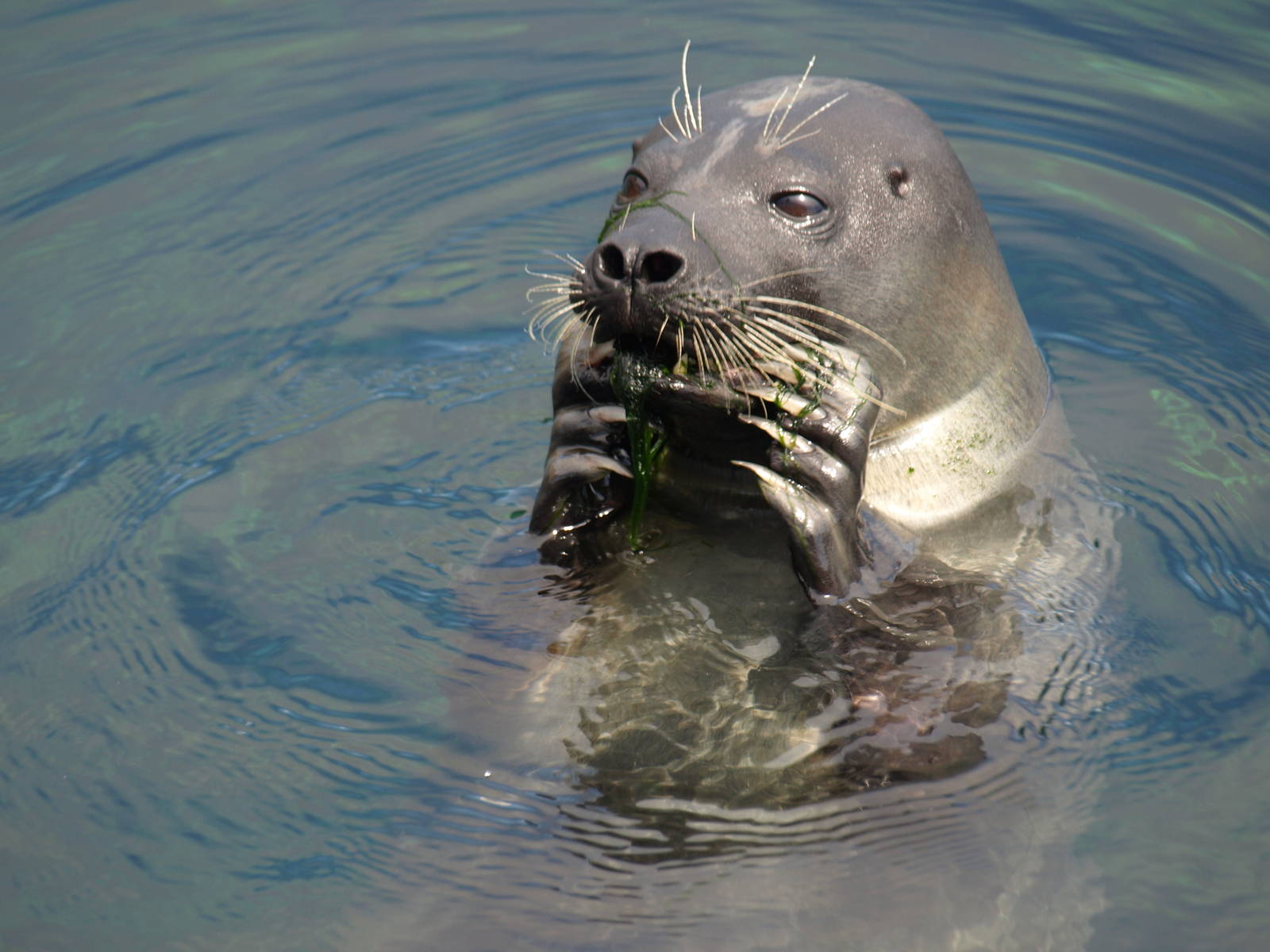 Harbour seal