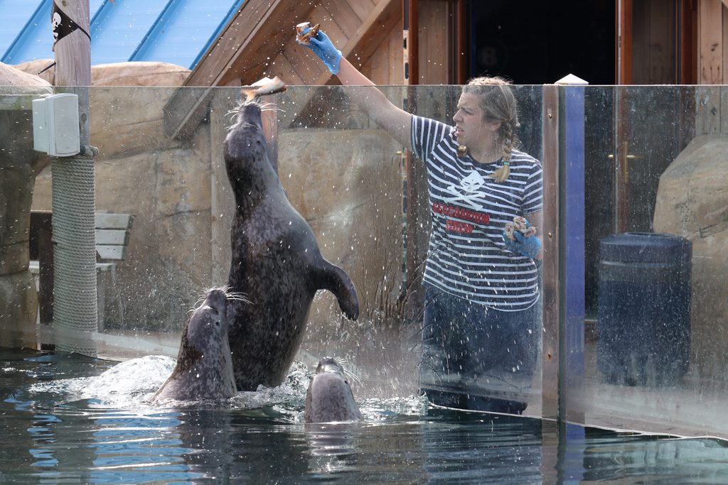 Harbour Seals at Rhyl SeaQuarium 27th August 2016