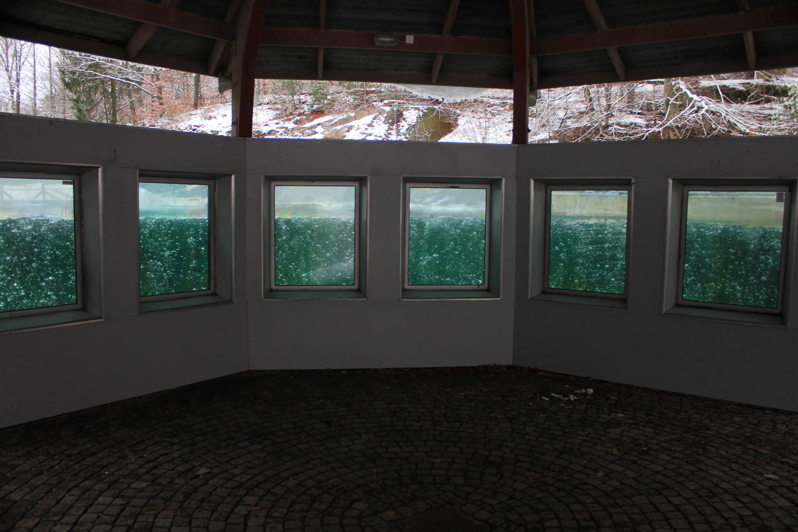 Harbour seals exhibit - underwater view