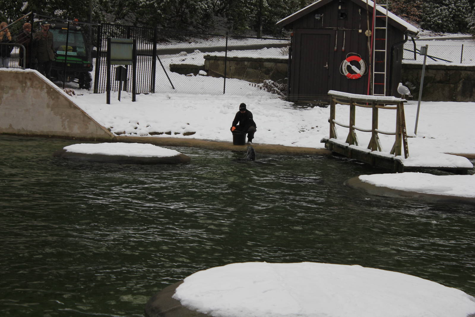 Harbour seals gets feeding