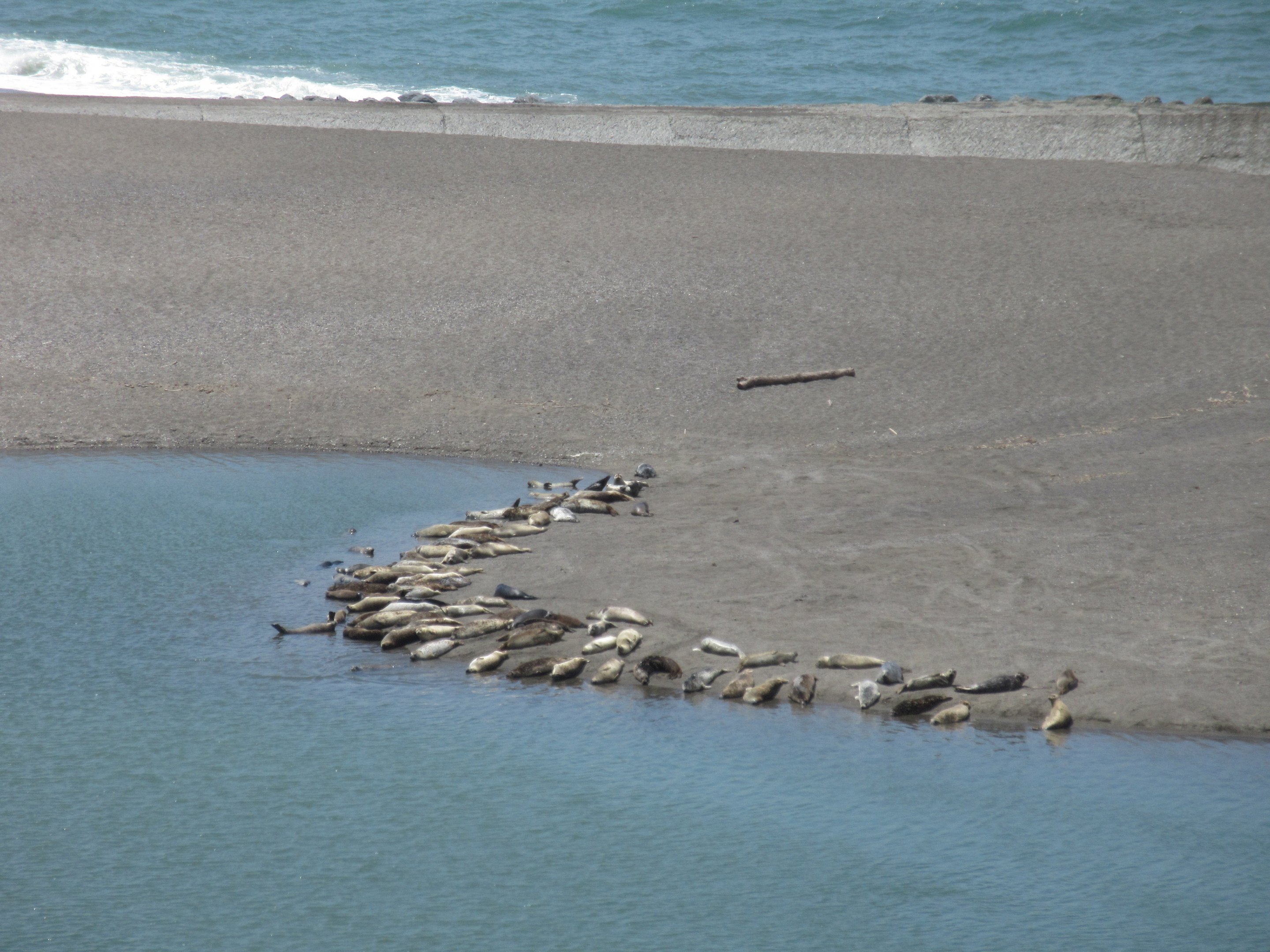 Harbour Seals? Northern Elephant Seals? (about 80+ pinnipeds)