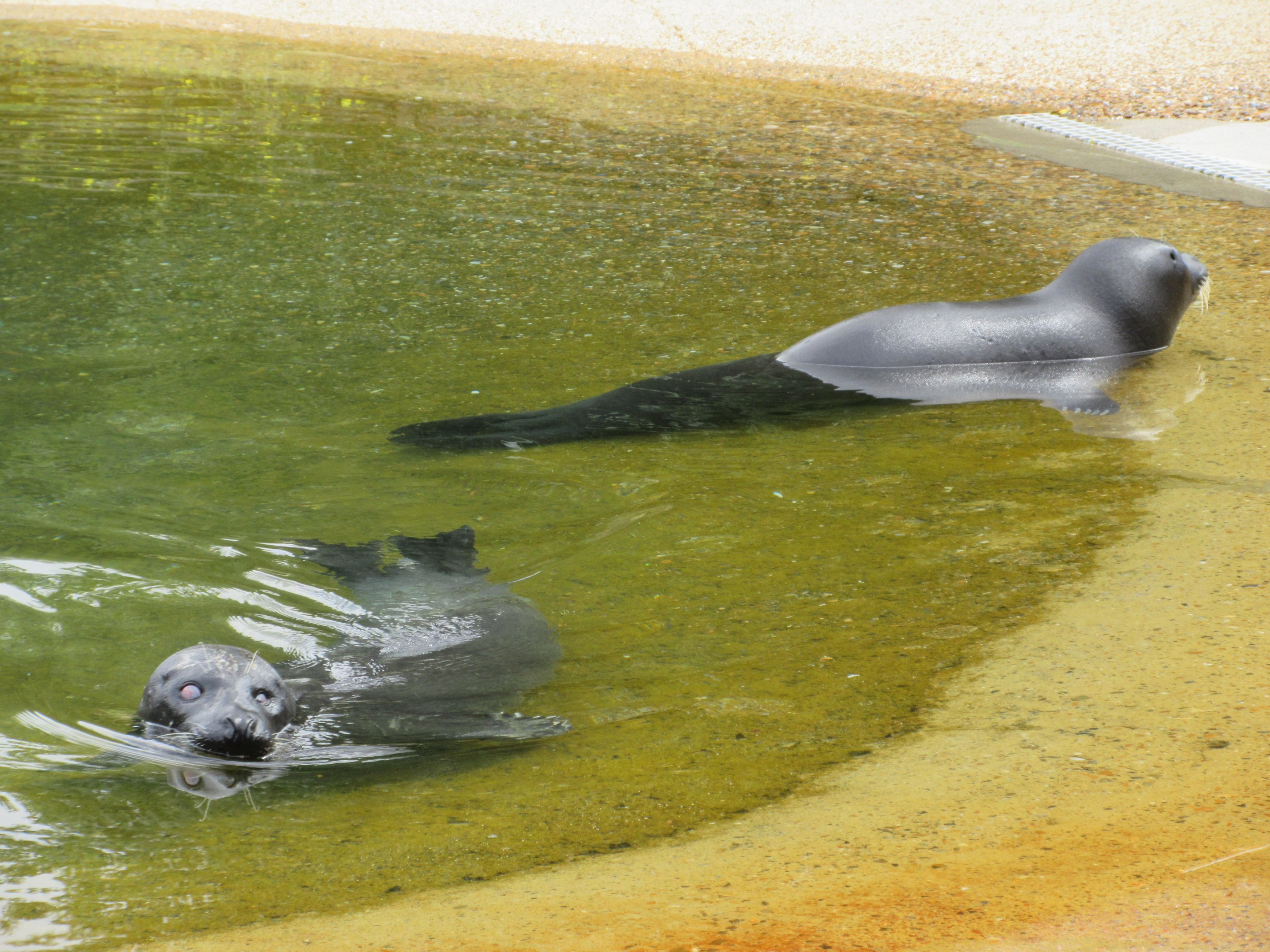 Harbour Seals (very dark specimens)