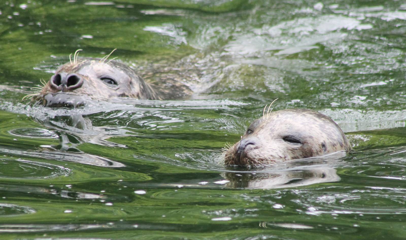 Harbour seals